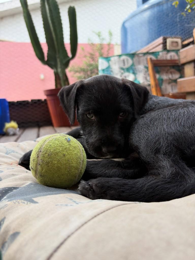 Endrick, cachorro de porte pequeno para adoção em Florianópolis - SC