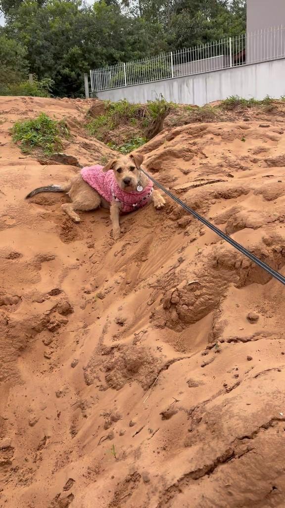Melzinha, cachorro de porte pequeno para adoção em Florianópolis - SC