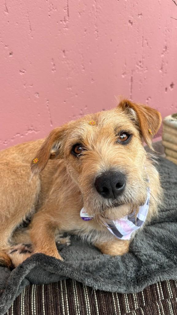 Fiapa de Manga, cachorro de porte médio para adoção em Florianópolis - SC