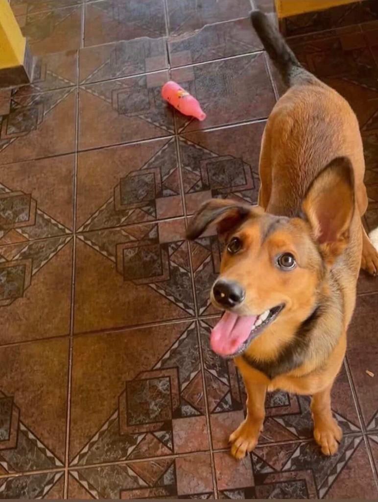 Cachorrinha, cadela de porte médio para adoção em Londrina - PR