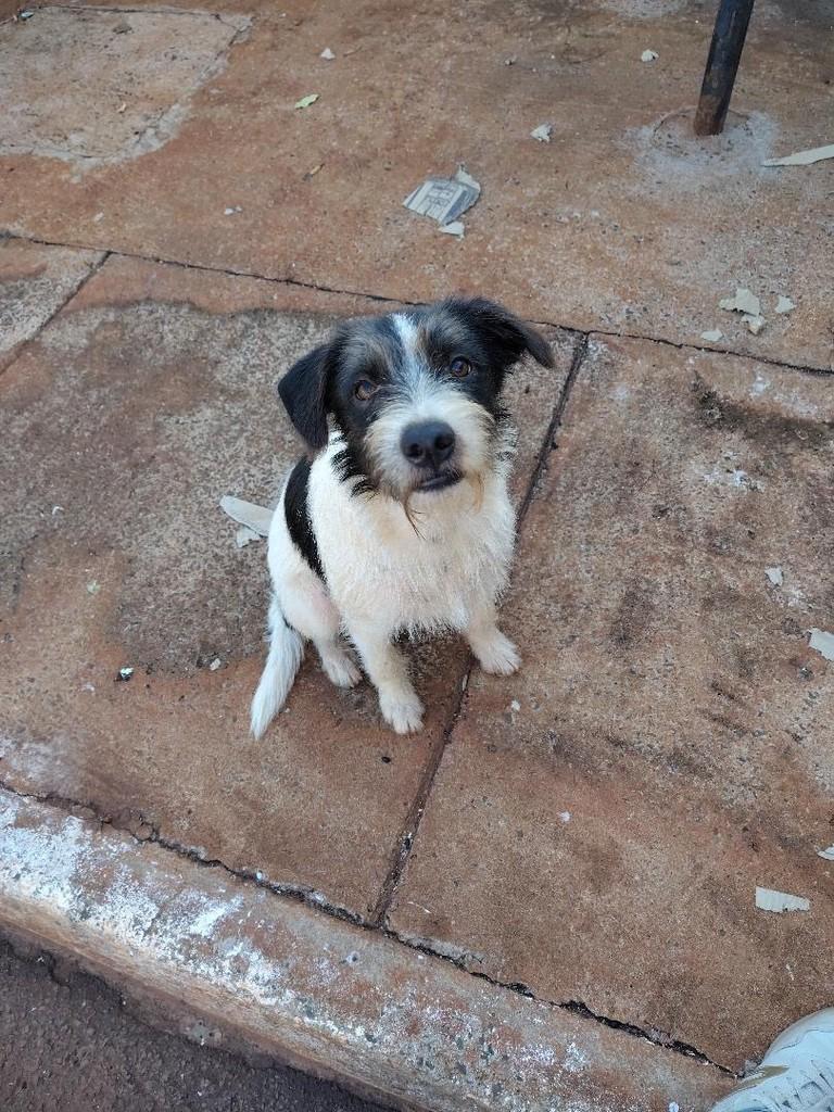 Chico, cachorro de porte médio para adoção em Londrina - PR