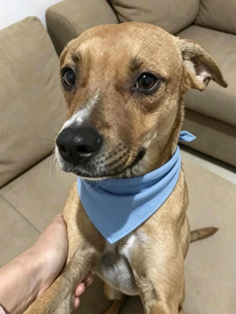 Caramelo, cachorro de porte pequeno para adoção em Londrina - PR