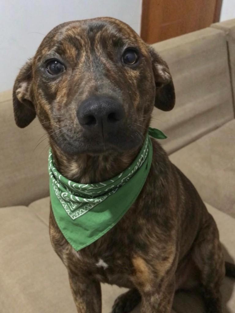 Thor, cachorro de porte médio para adoção em Londrina - PR
