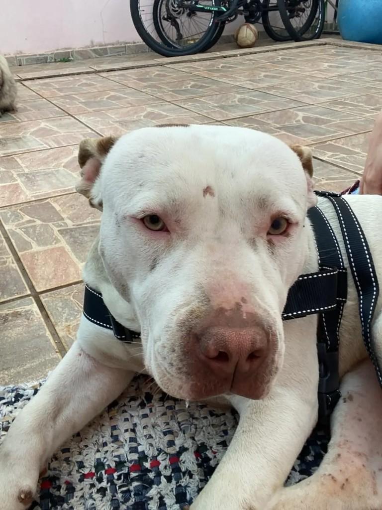Pitt, cachorro de porte médio para adoção em Londrina - PR