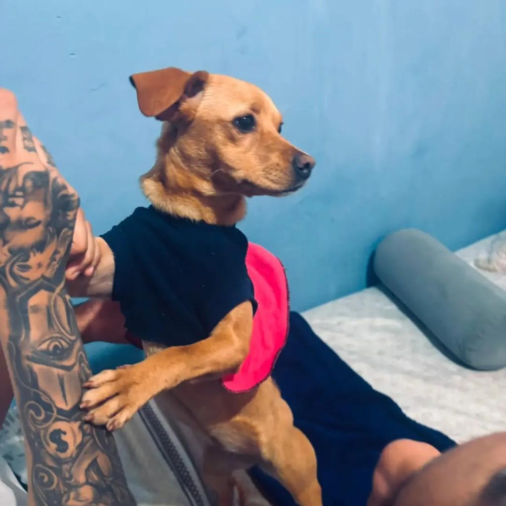 Jully, cadela de porte pequeno para adoção em Londrina - PR