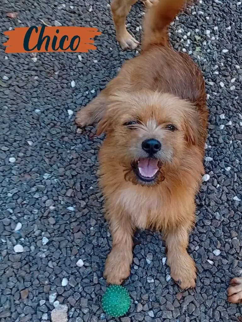 Fiapo de Manga, cachorro de porte pequeno para adoção em Londrina - PR