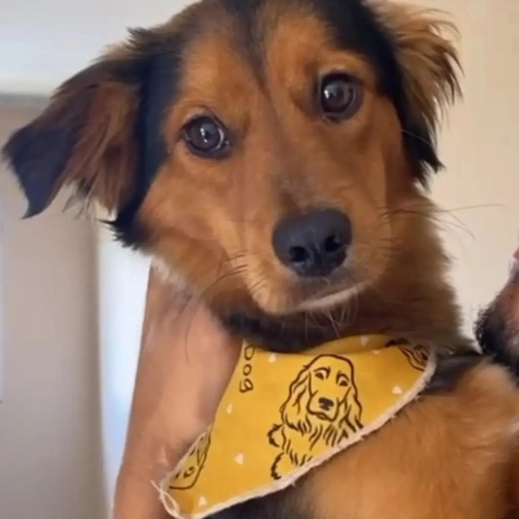 Tunico, cachorro de porte pequeno para adoção em Londrina - PR
