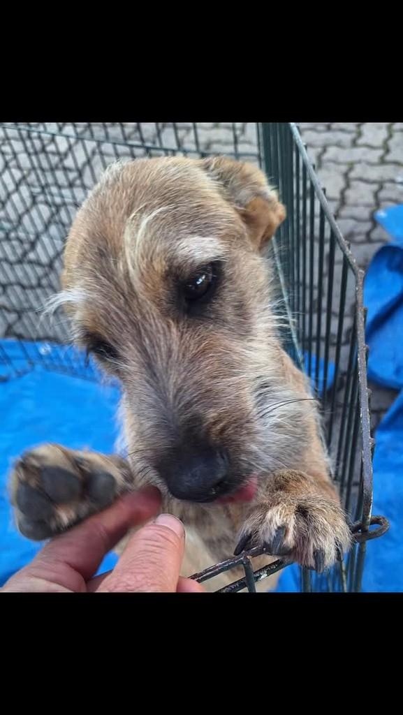 Jerry, cachorro de porte pequeno para adoção em Brasília - DF