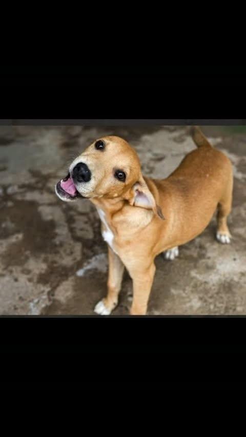 Tobias, cachorro de porte médio para adoção em Brasília - DF