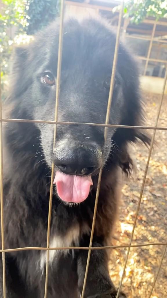 Izi, cachorro de porte grande para adoção em Iomerê - SC
