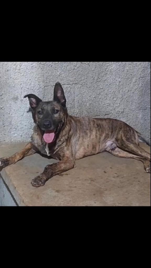 Jiraya, cachorro de porte médio para adoção em Iomerê - SC