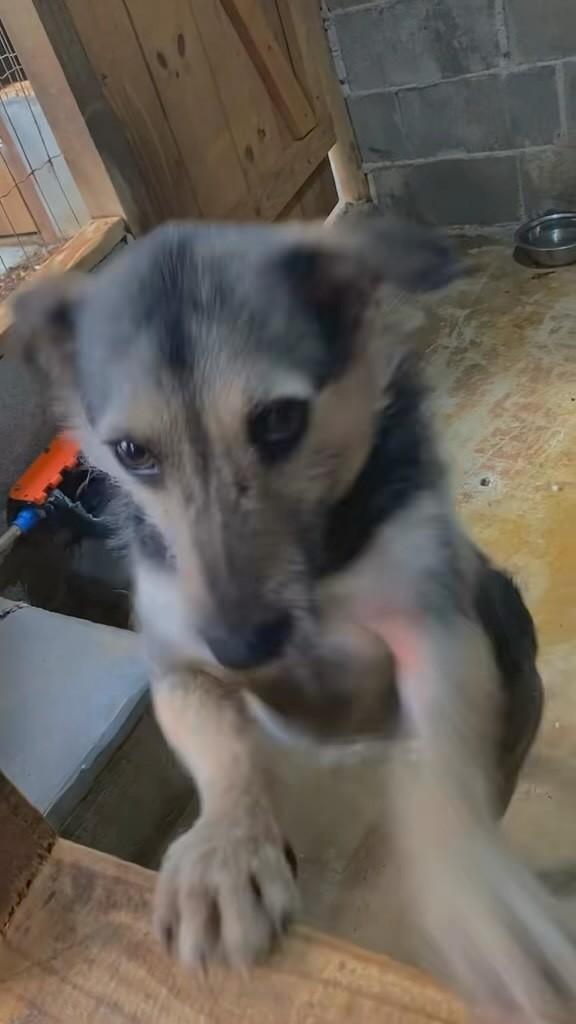 Pitoco, cachorro de porte pequeno para adoção em Iomerê - SC