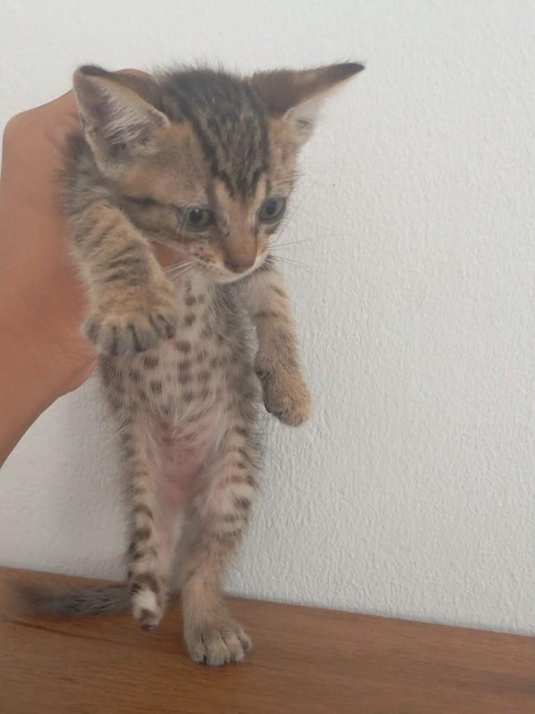 Príncipe, gato de porte pequeno para adoção em Rio de Janeiro - RJ