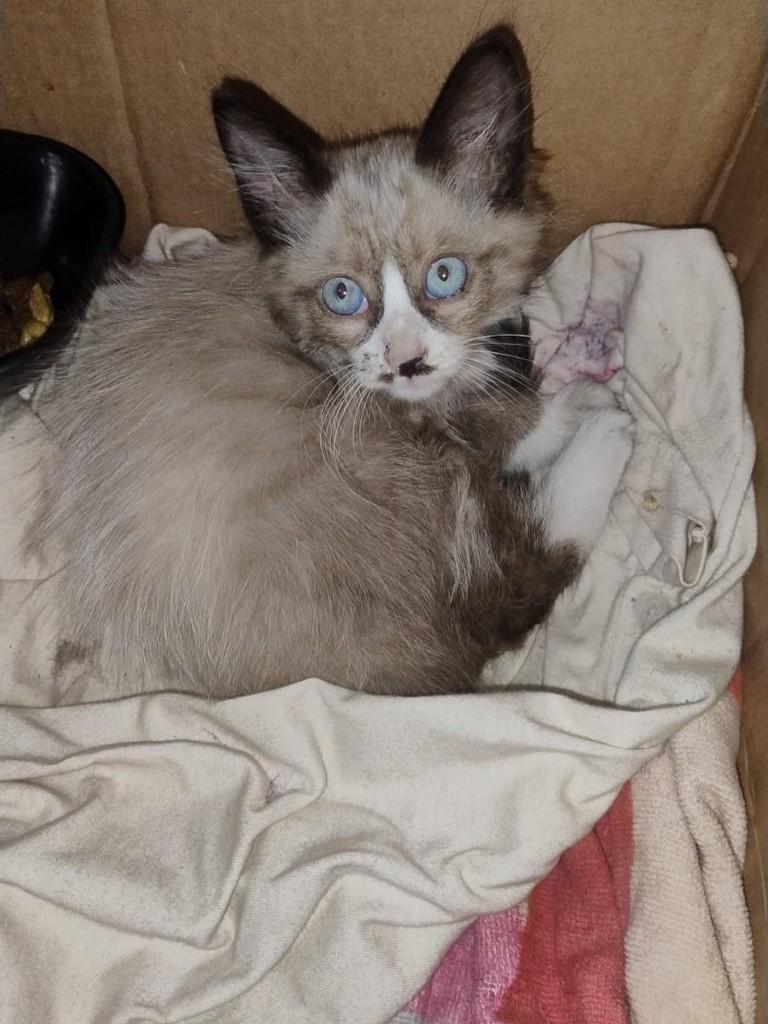 Guadalupe, gato de porte pequeno para adoção em Rio de Janeiro - RJ