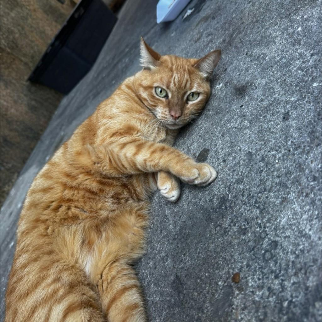 Marcely, gata para adoção em Rio de Janeiro - RJ