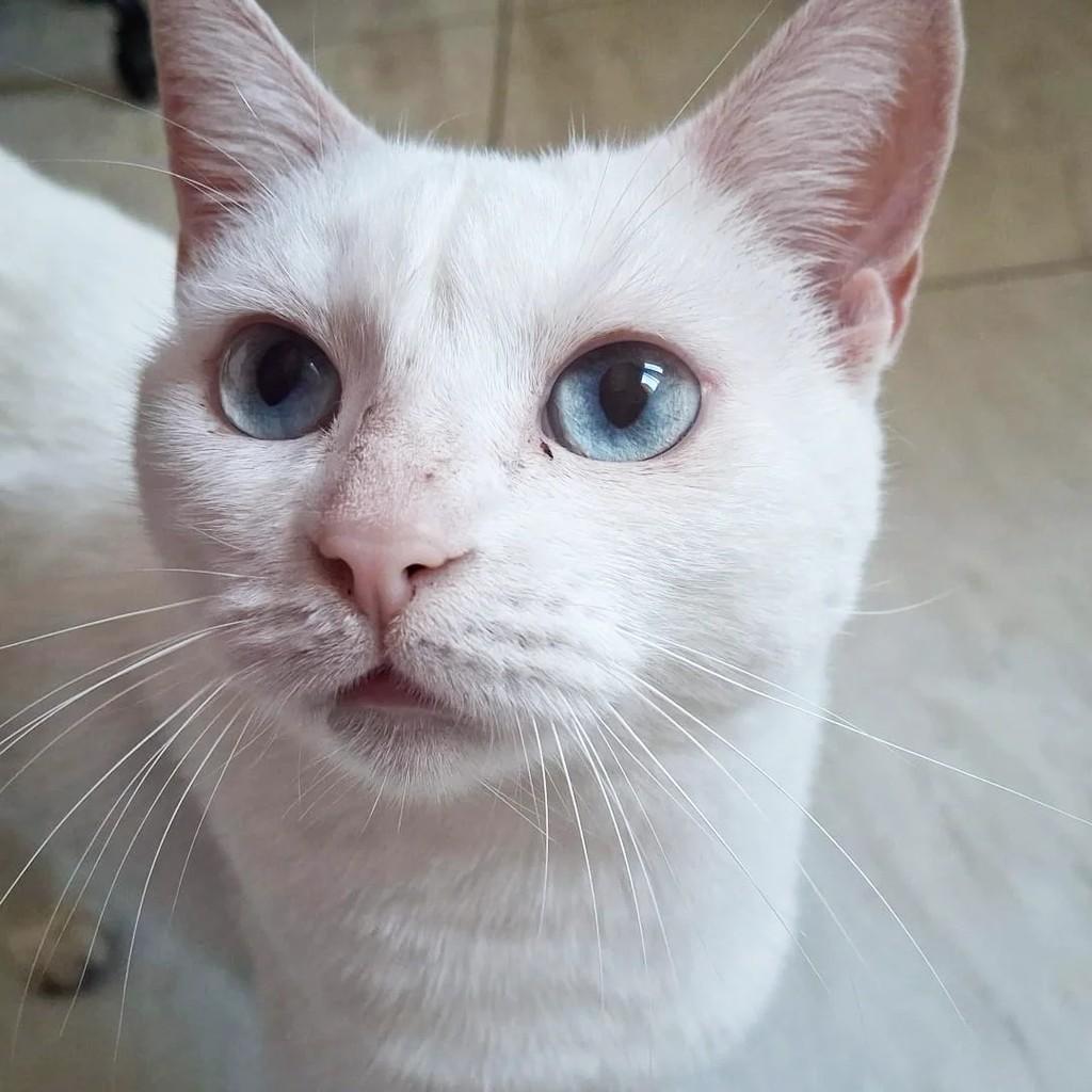 Athena, gato de porte pequeno para adoção em São Paulo - SP