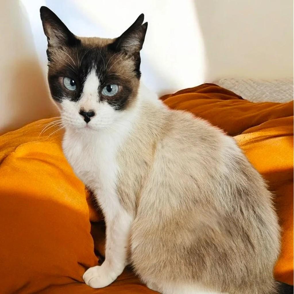 Nico, gato de porte médio para adoção em São Paulo - SP