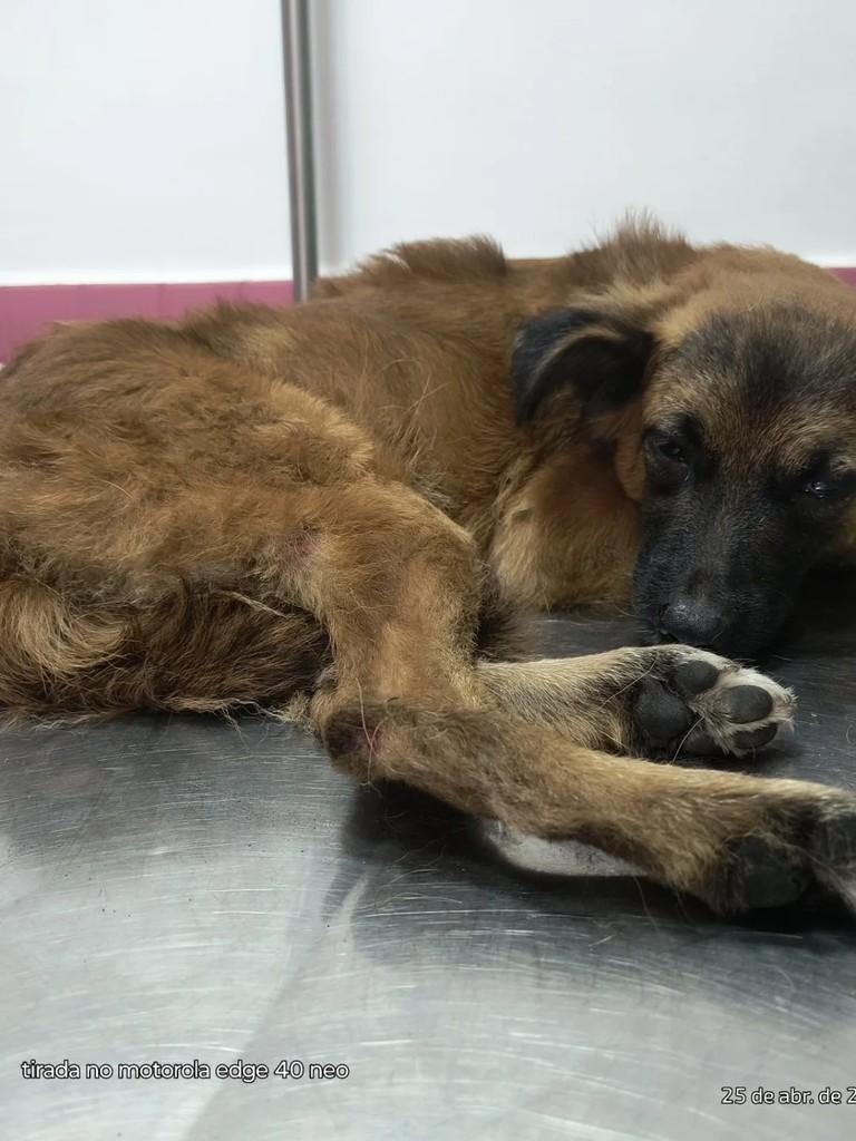Turminha, cadela de porte médio para adoção em Guarujá - SP