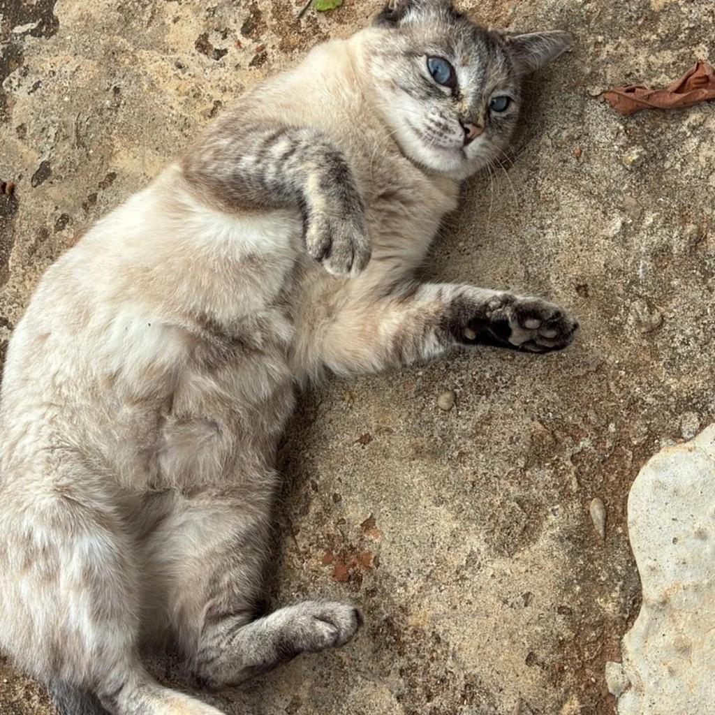 Nala, gata de porte pequeno para adoção em São Paulo - SP