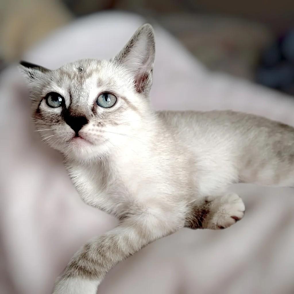 Dudinha, gato de porte pequeno para adoção em São Paulo - SP