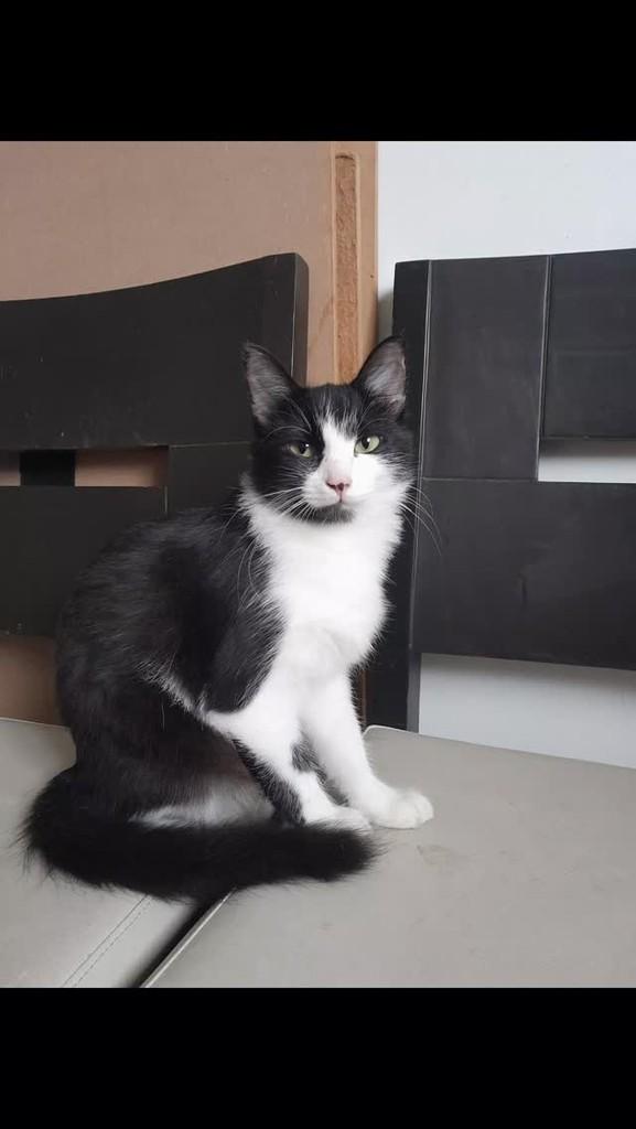 Crystal, gato de porte pequeno para adoção em São Paulo - SP
