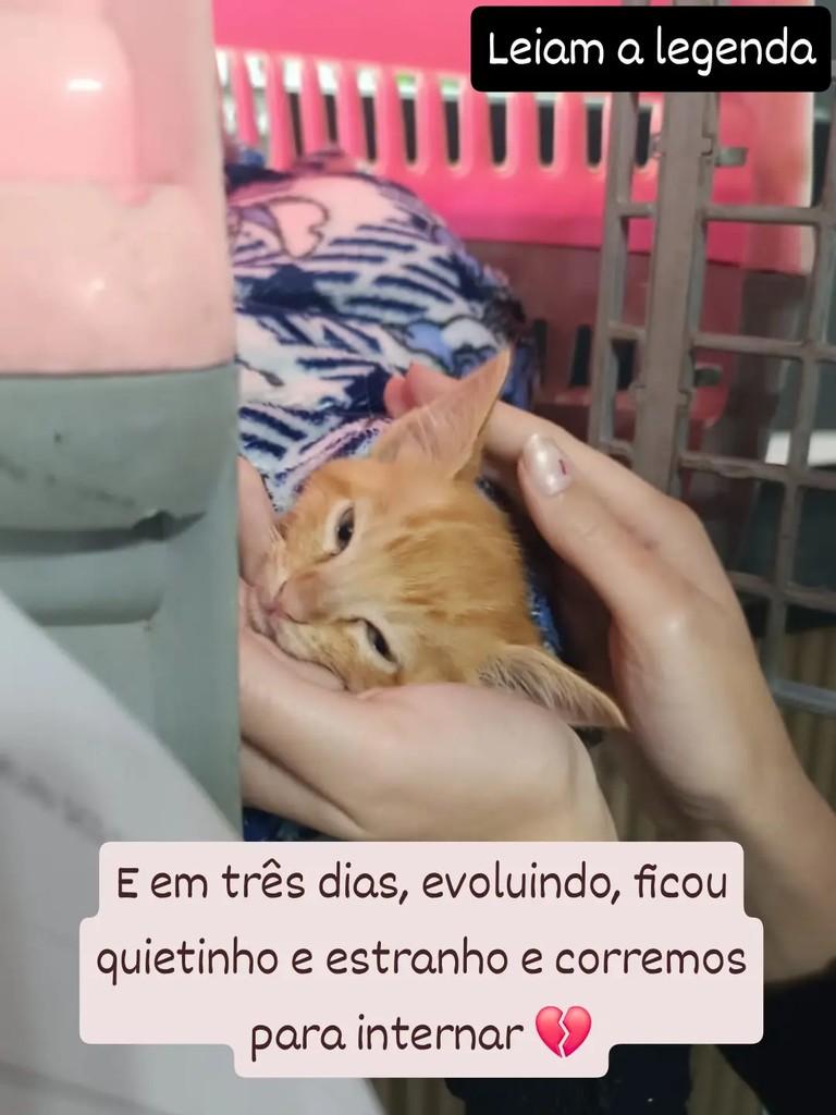 Cheddar, gato de porte pequeno para adoção em Santo André - SP