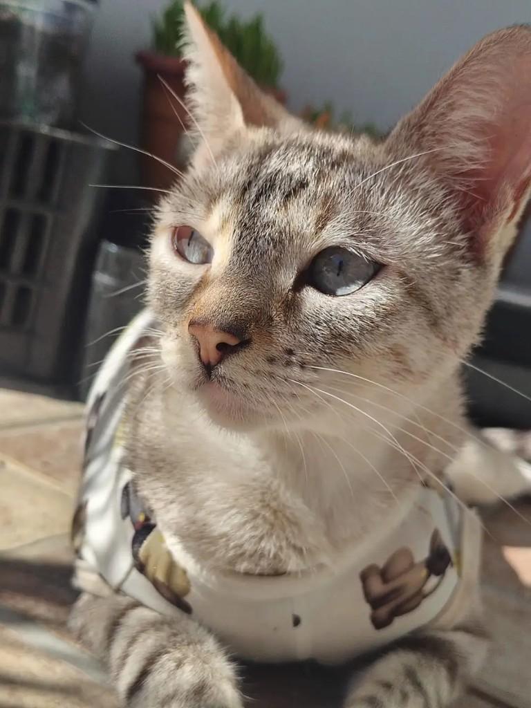 Janaina, gata de porte pequeno para adoção em São Paulo - SP