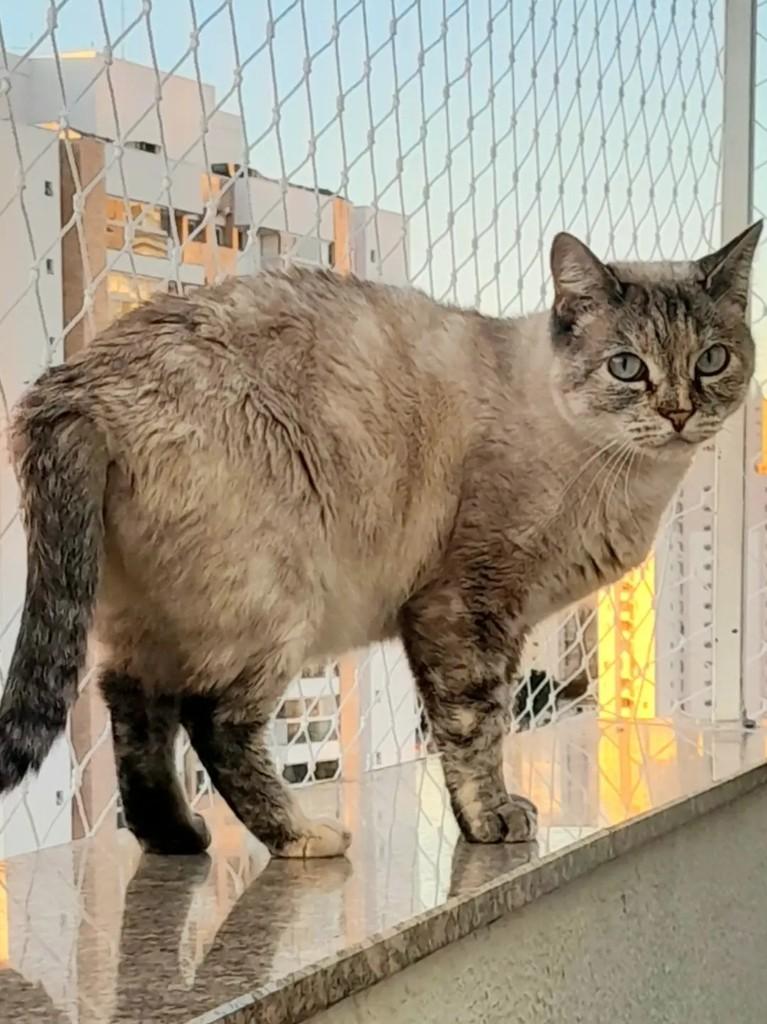 Nina, gata de porte médio para adoção em São Paulo - SP