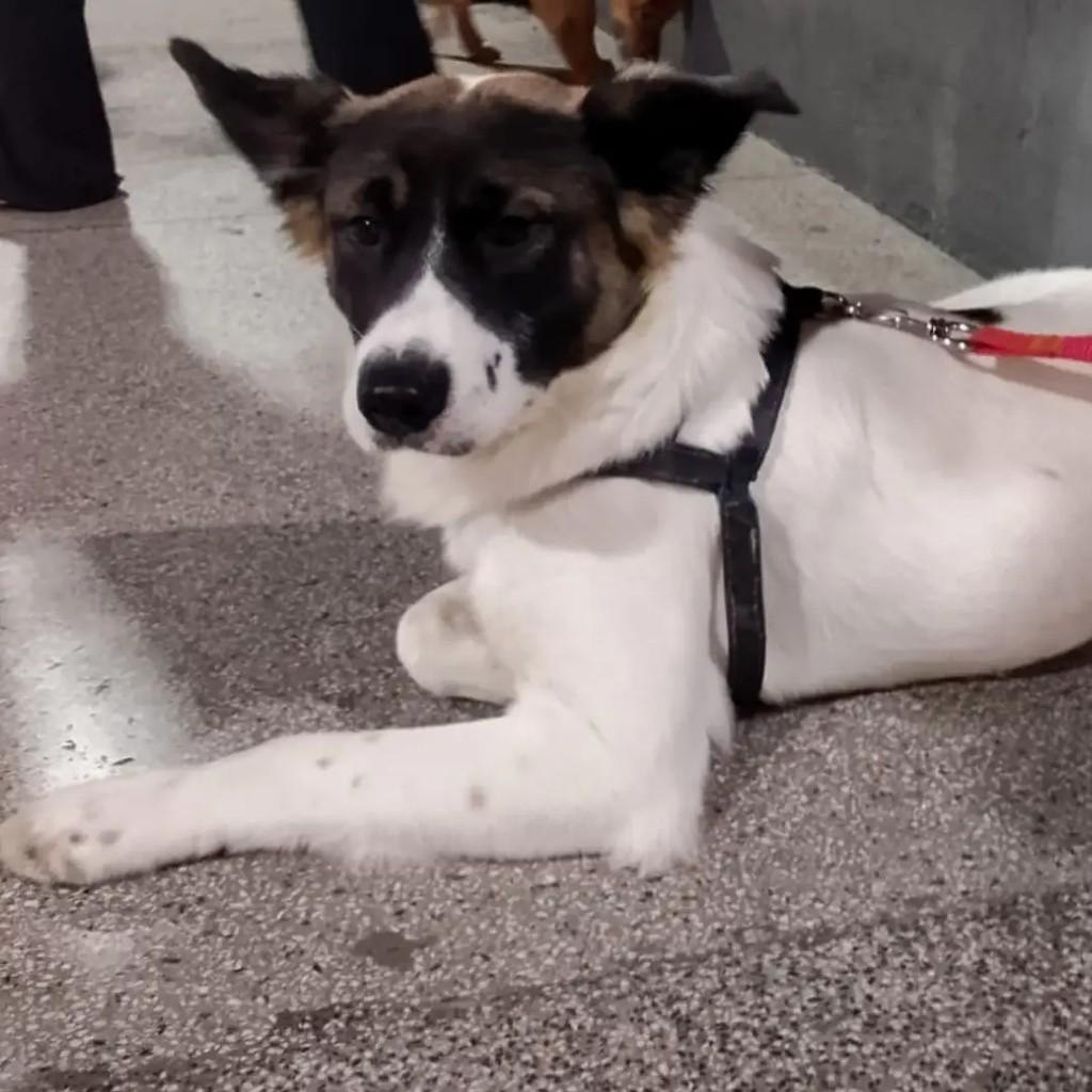 Romeu, cachorro de porte médio para adoção em Diadema - SP
