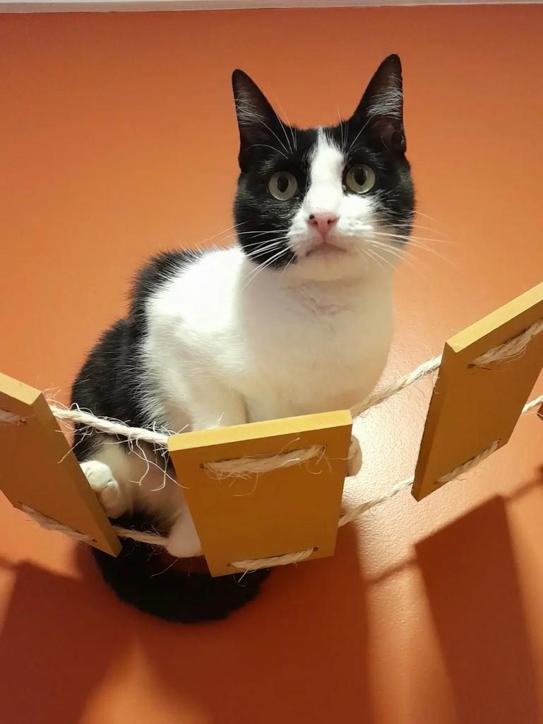 Ellie, gata de porte pequeno para adoção em São Paulo - SP