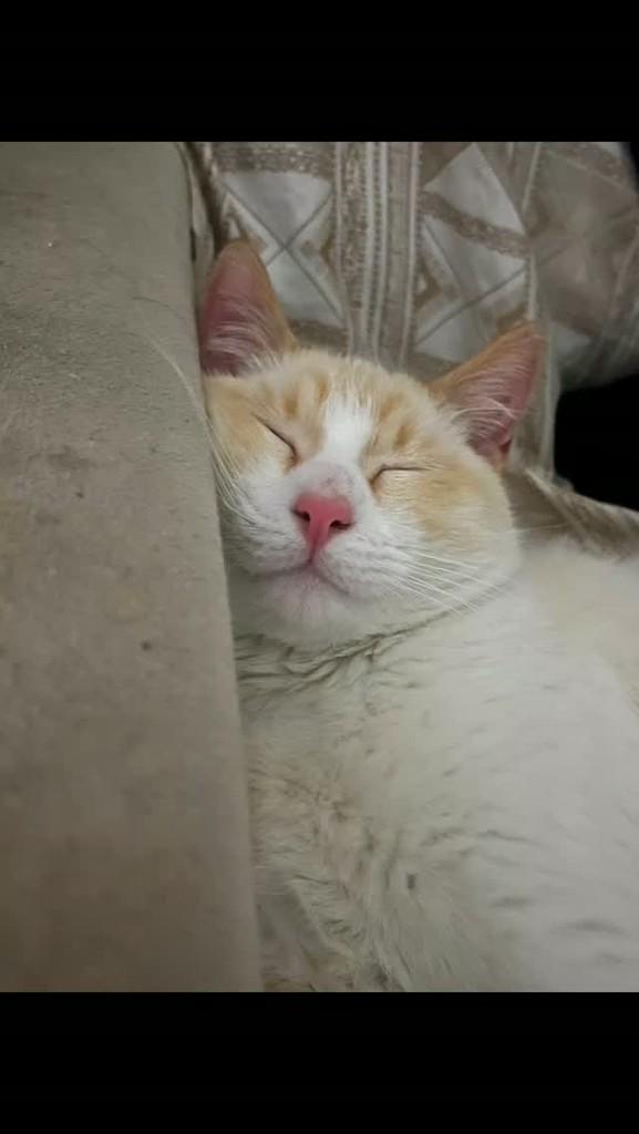 Jorge, gato de porte pequeno para adoção em São Paulo - SP