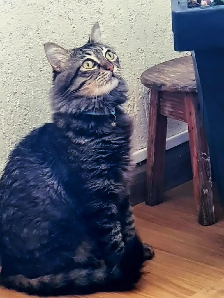 Dustin, gato de porte médio para adoção em São Paulo - SP