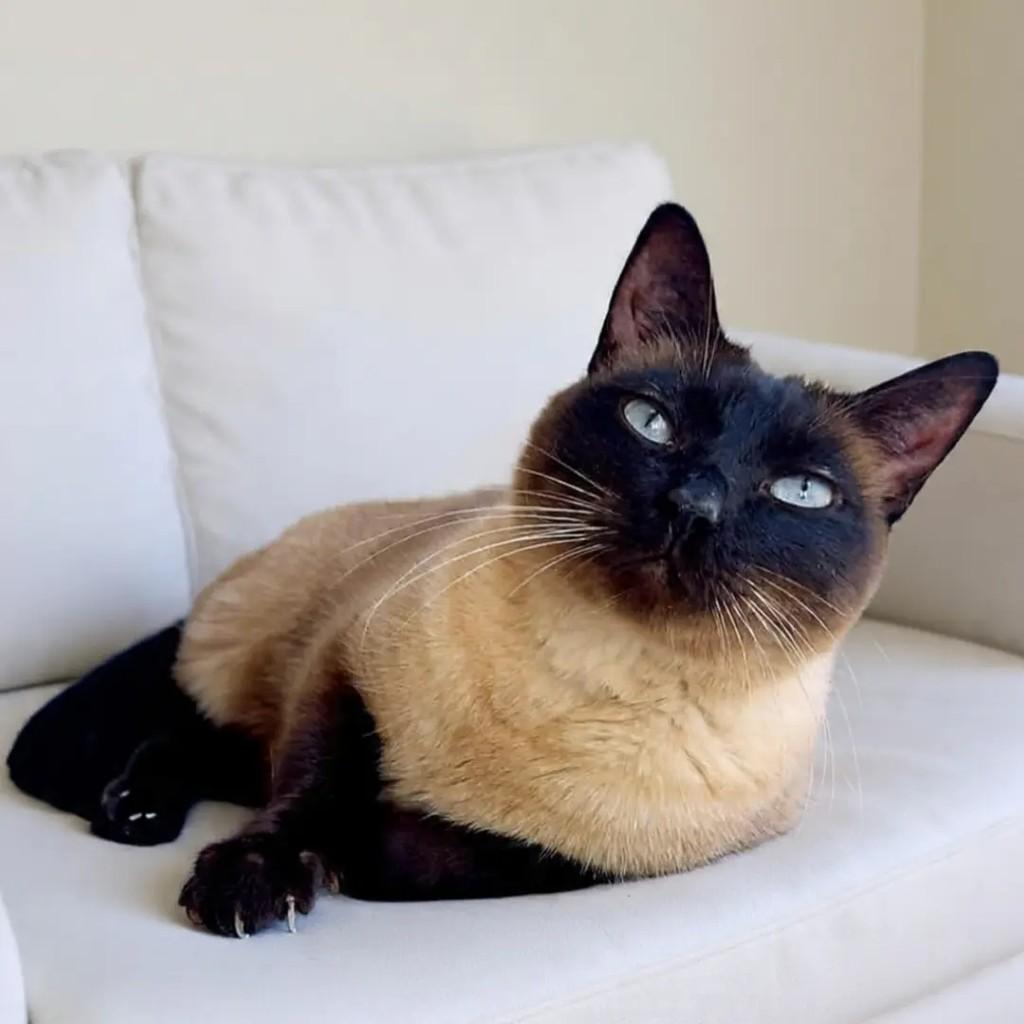 Merlin, gato de porte médio para adoção em São Paulo - SP