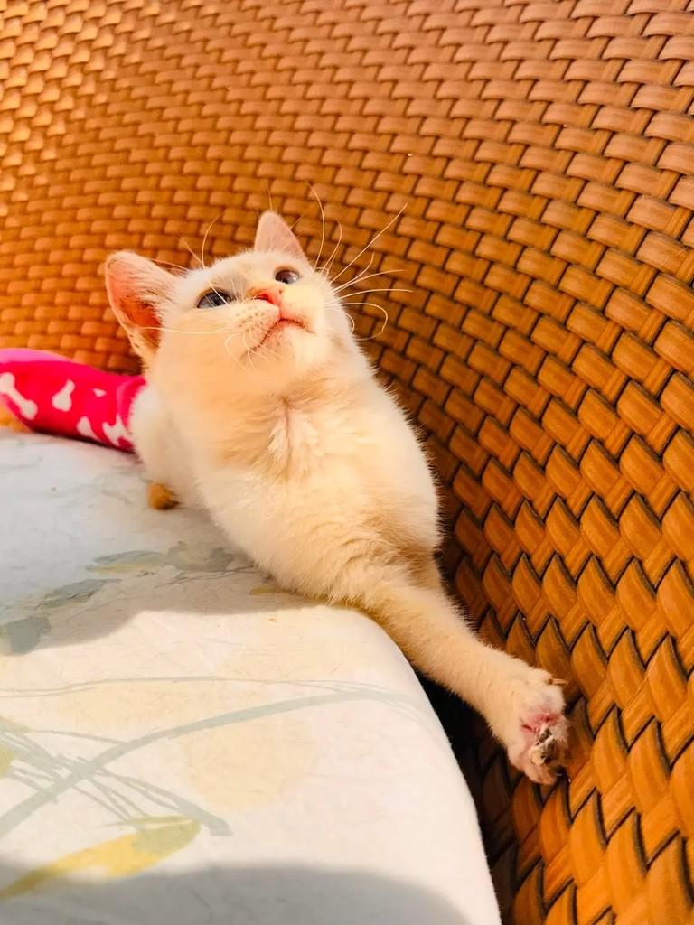 Lys, gato de porte pequeno para adoção em São Bernardo do Campo - SP