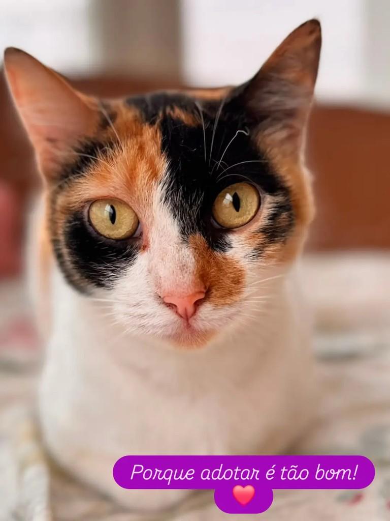 Vésper, gata de porte médio para adoção em São Bernardo do Campo - SP