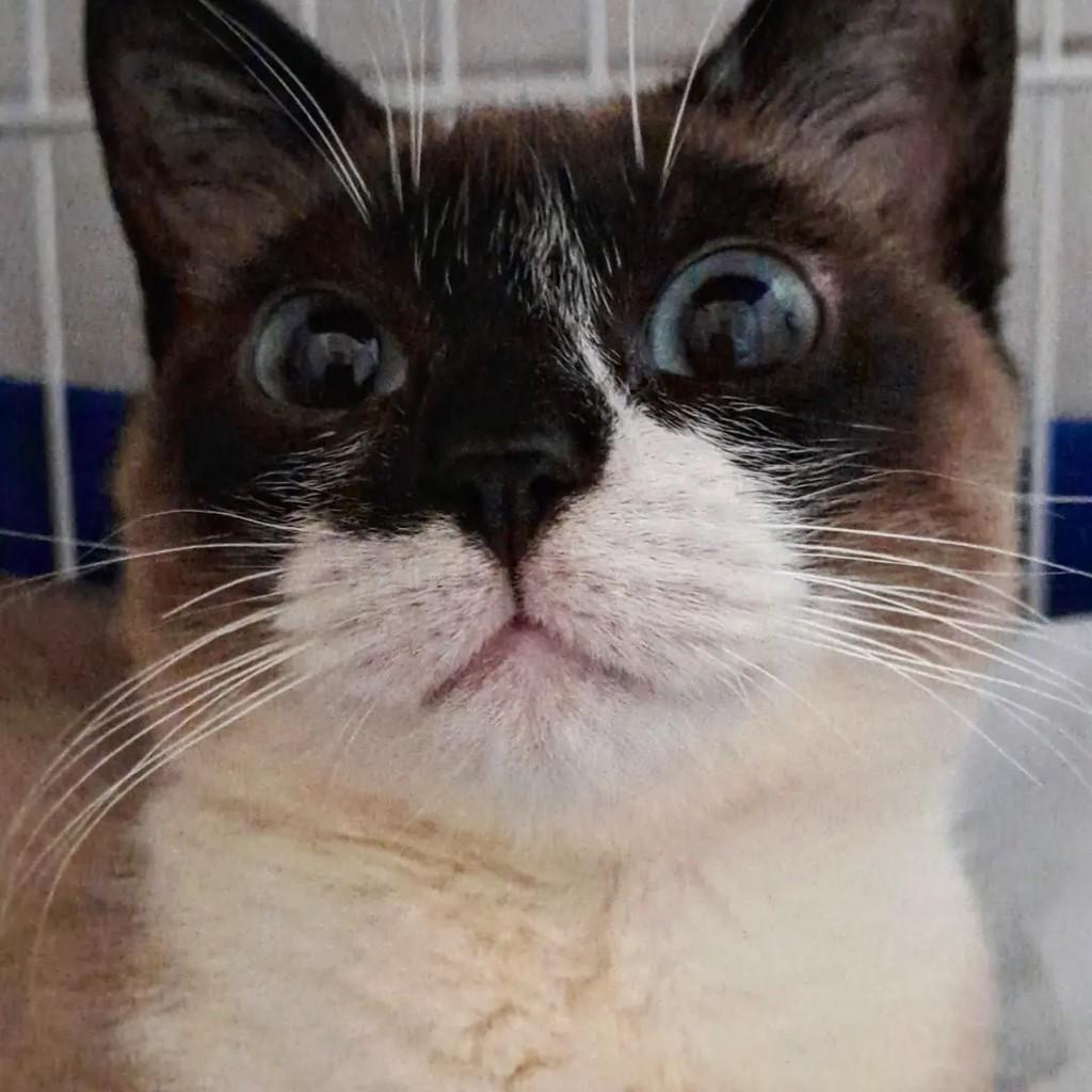 Kim, gata de porte pequeno para adoção em São Paulo - SP