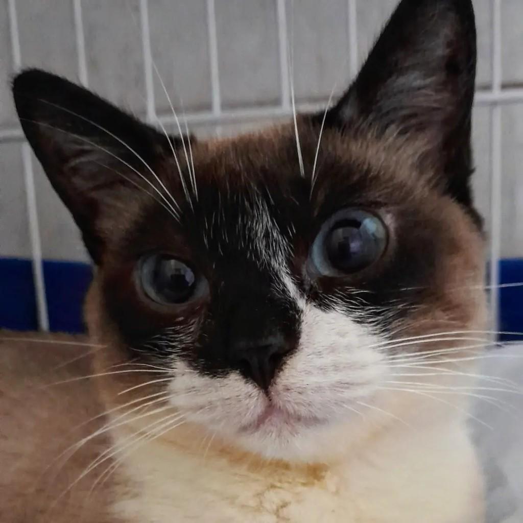 Kim, gata de porte pequeno para adoção em São Paulo - SP — foto 2 de 4