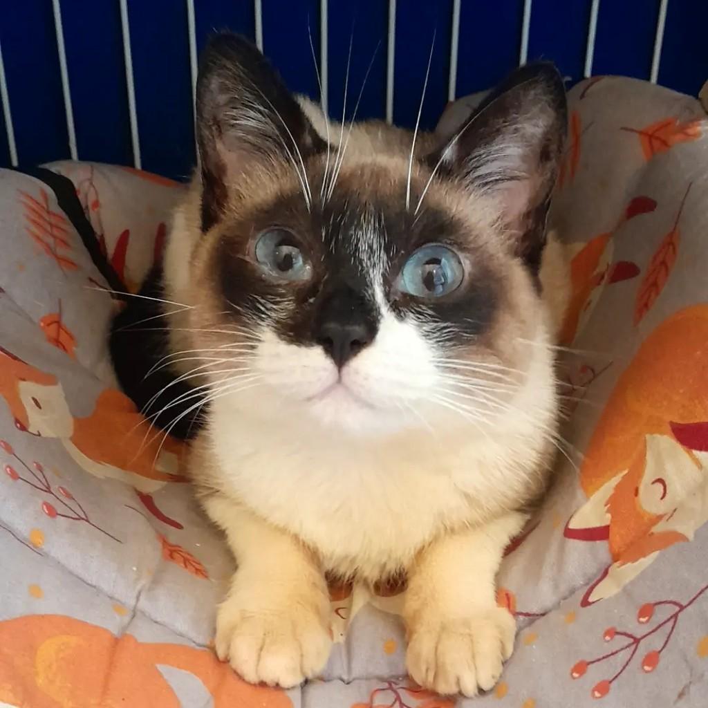 Kim, gata de porte pequeno para adoção em São Paulo - SP — foto 3 de 4