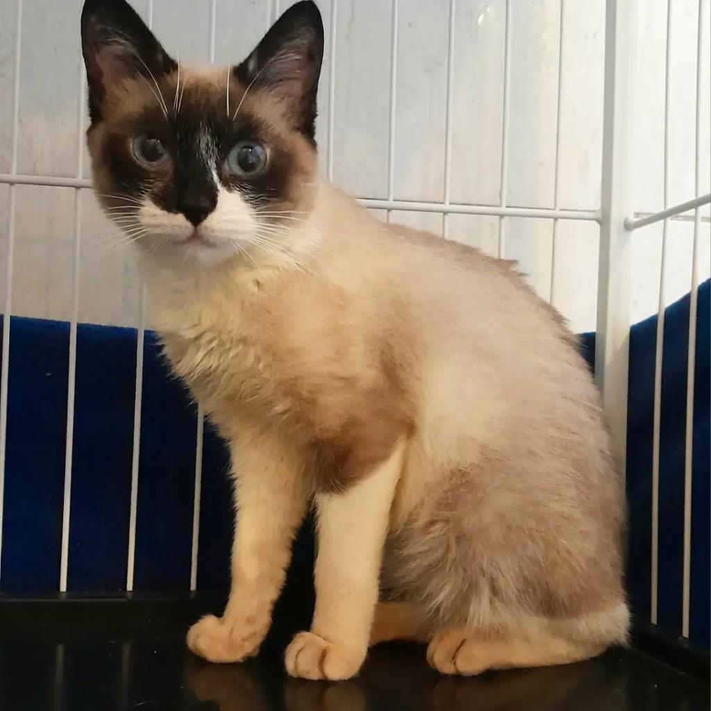 Kim, gata de porte pequeno para adoção em São Paulo - SP — foto 4 de 4