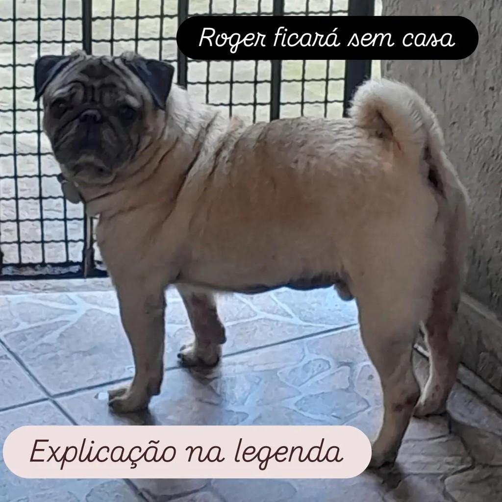 Roger, cachorro de porte pequeno para adoção em Mauá - SP