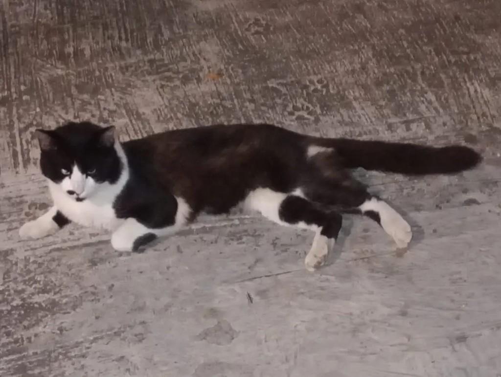 Frajola, gato de porte médio para adoção em São Paulo - SP