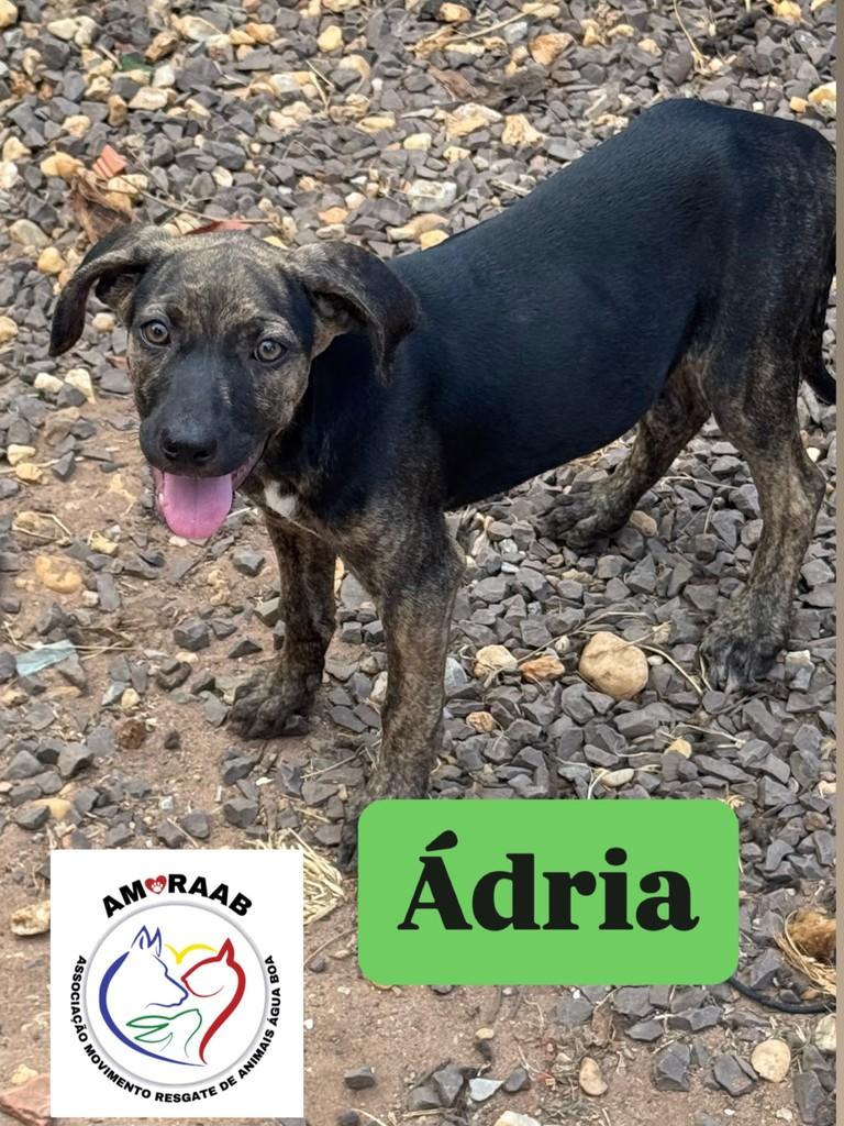 Ádria, cachorro de porte pequeno para adoção em Água Boa - MT