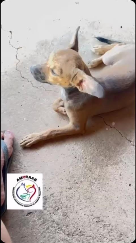 Zoreia, cachorro de porte pequeno para adoção em Água Boa - MT