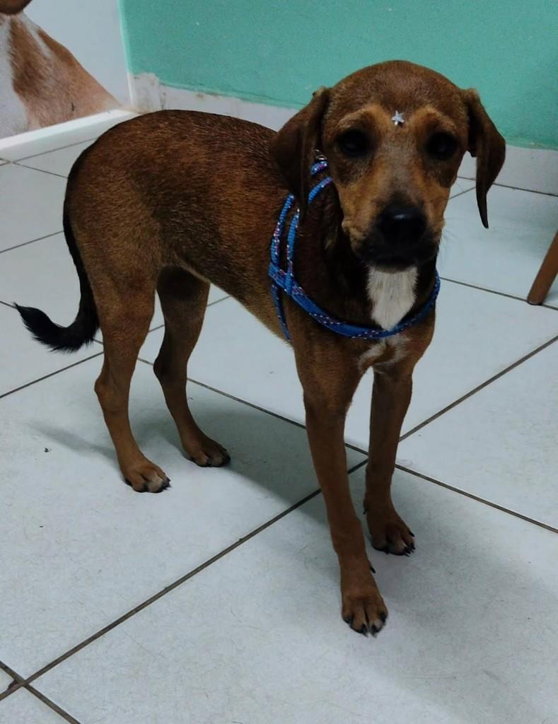 Antonella, cadela de porte pequeno para adoção em Olinda - PE
