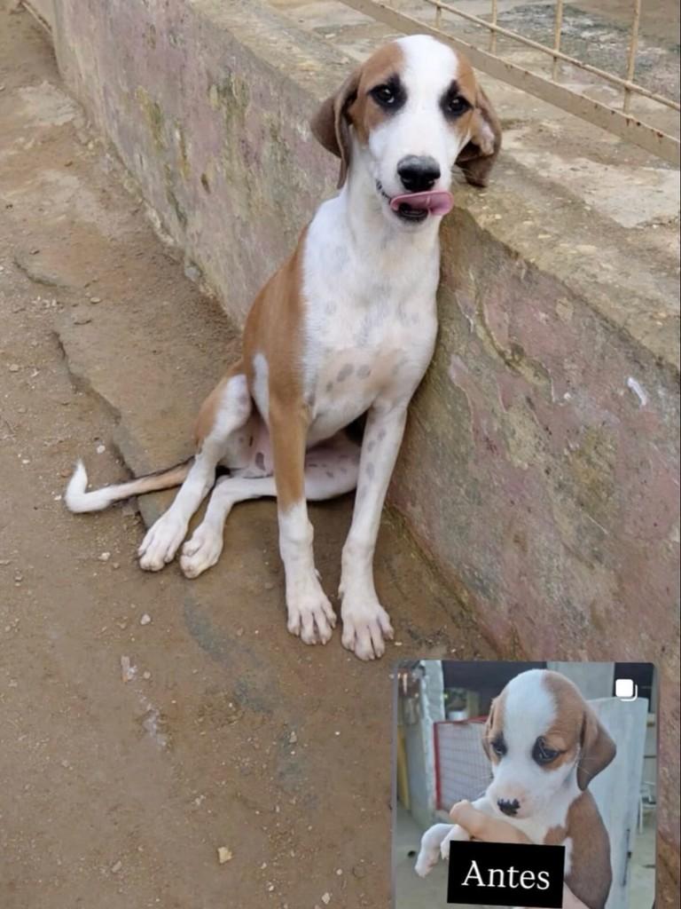 Antonio, cachorro de porte médio para adoção em Olinda - PE