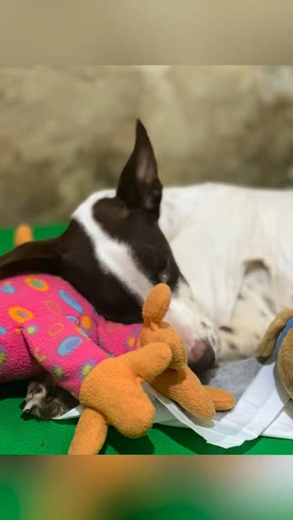 Gino, cachorro de porte pequeno para adoção em Cachoeiras de Macacu - RJ