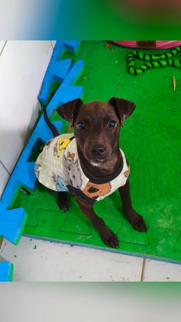 Margot, cachorro de porte pequeno para adoção em Cachoeiras de Macacu - RJ