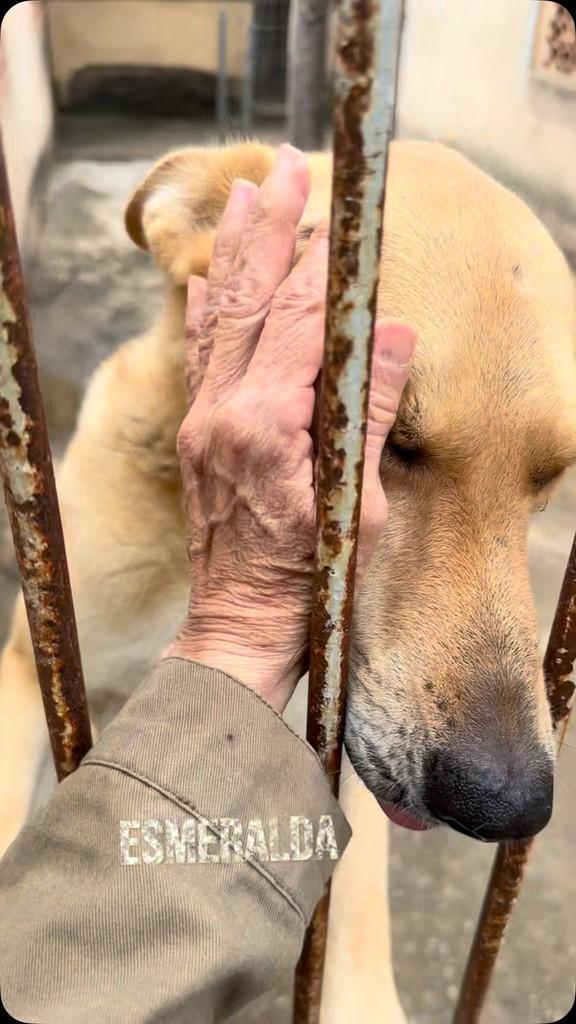 Esmeralda, cachorro de porte pequeno para adoção em Cachoeiras de Macacu - RJ