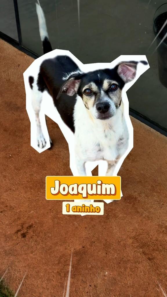 Joaquim, cachorro de porte pequeno para adoção em Chapadão do Sul - MS