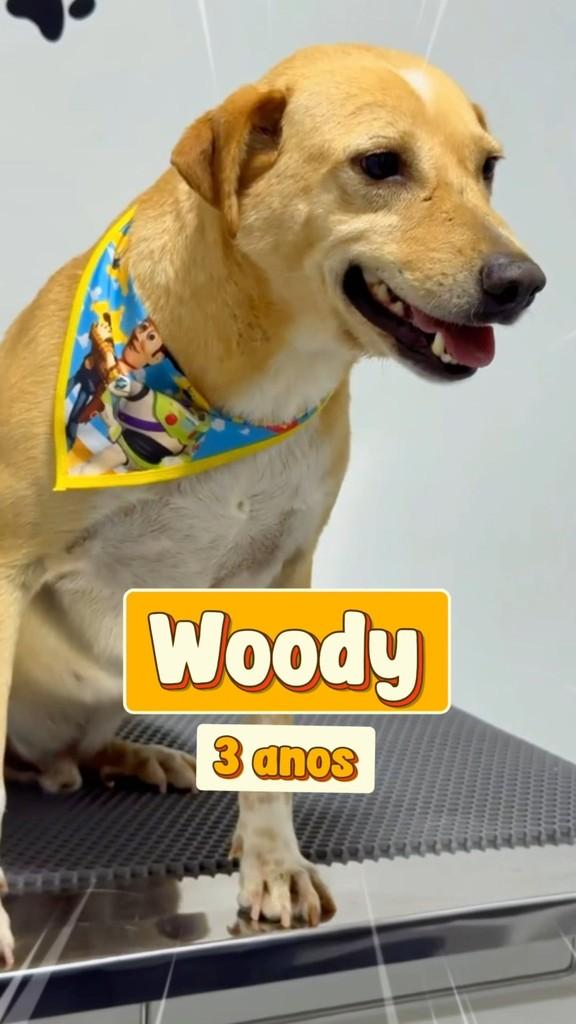 Woody, cachorro de porte grande para adoção em Chapadão do Sul - MS